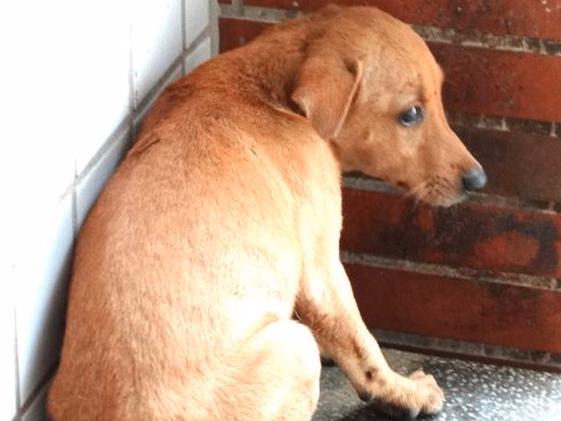 Tan young female mixed-breed dog, Medium, shelter no. …1729
