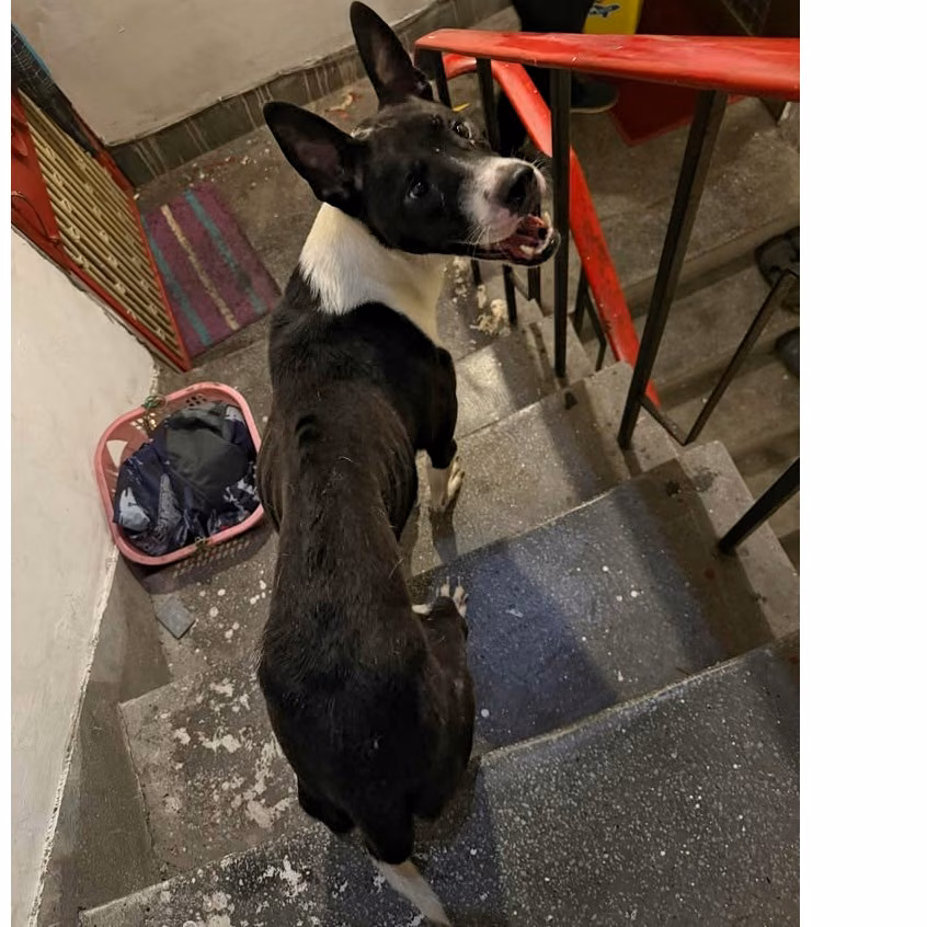 Black-and-white adult male mixed-breed dog, Medium, shelter no. …7001
