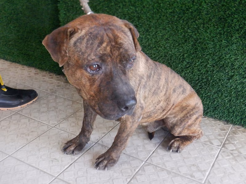 Tabby adult male mixed-breed dog, Medium, shelter no. …4715