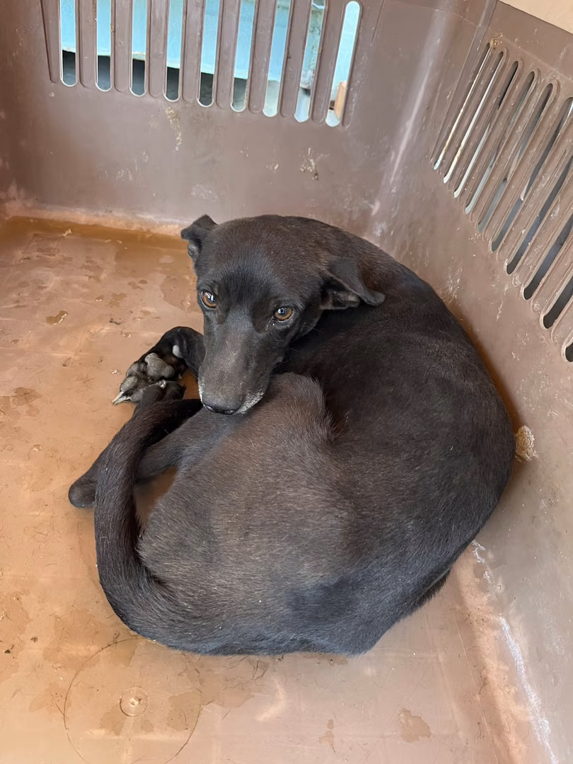 Black young female mixed-breed dog, Small, shelter no. …4001