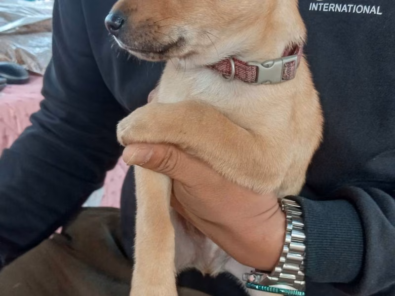 Tan young male mixed-breed dog, Medium, shelter no. …4003