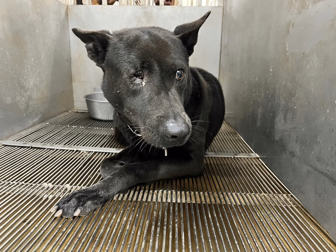 Black adult male mixed-breed dog, Medium, shelter no. …4001
