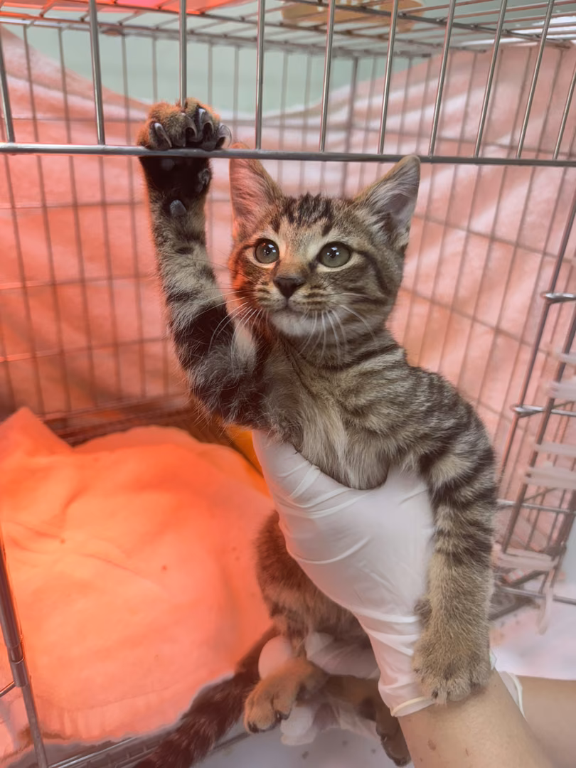 Tabby young male mixed-breed cat, Small, shelter no. …7002