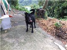 Black adult male mixed-breed dog, Medium, shelter no. …7001