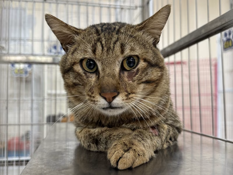Tabby adult male mixed-breed cat, Large, shelter no. …2002