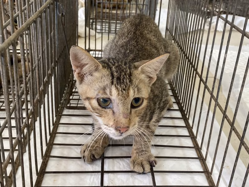 Young male mixed-breed cat, Small, shelter no. …0C01