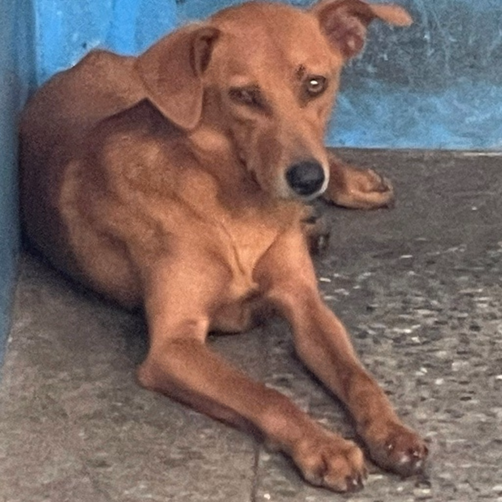 Brown adult female mixed-breed dog, Large, shelter no. …2009