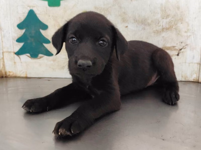 Black young female mixed-breed dog, Medium, shelter no. …1218