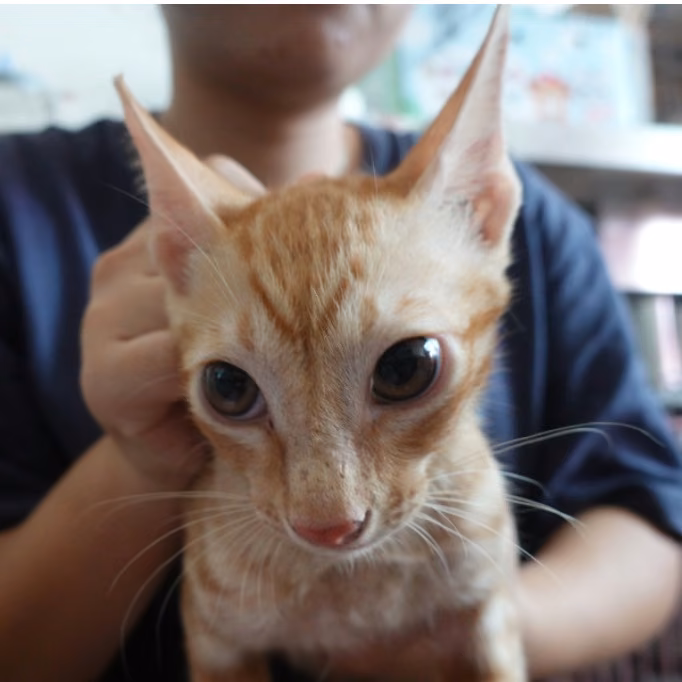 Orange-and-white young male mixed-breed cat, Medium, shelter no. …8-12