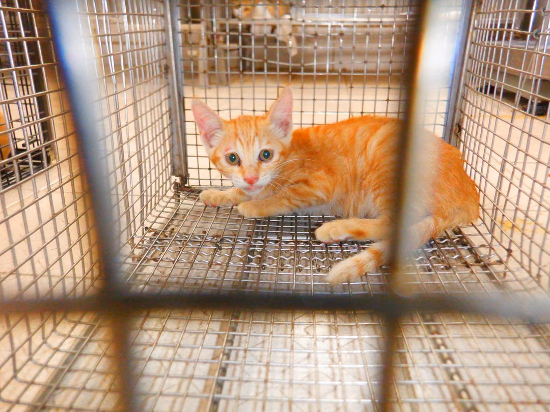 Orange young female mixed-breed cat, Small, shelter no. …3C10