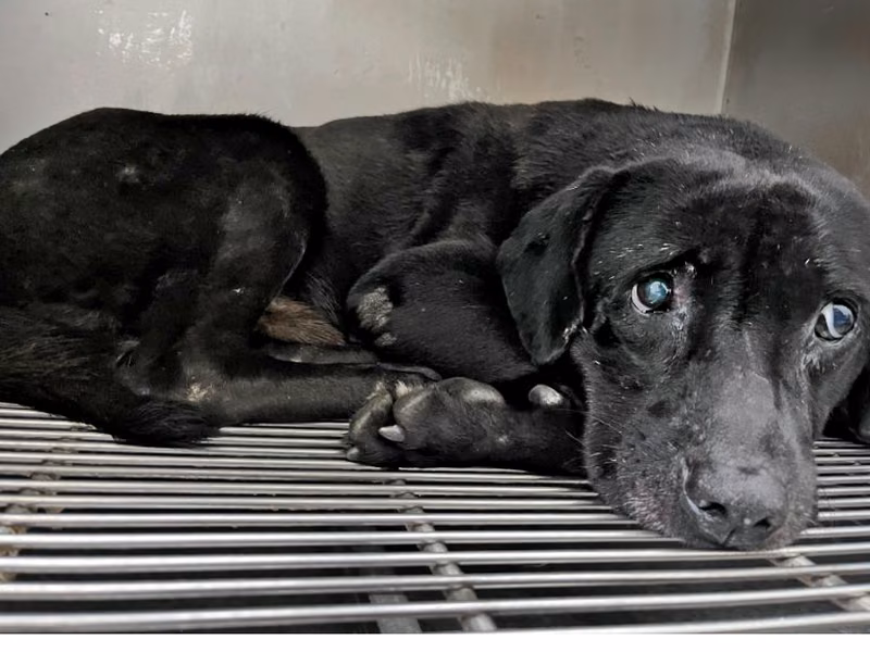Black adult male mixed-breed dog, Medium, shelter no. …3101