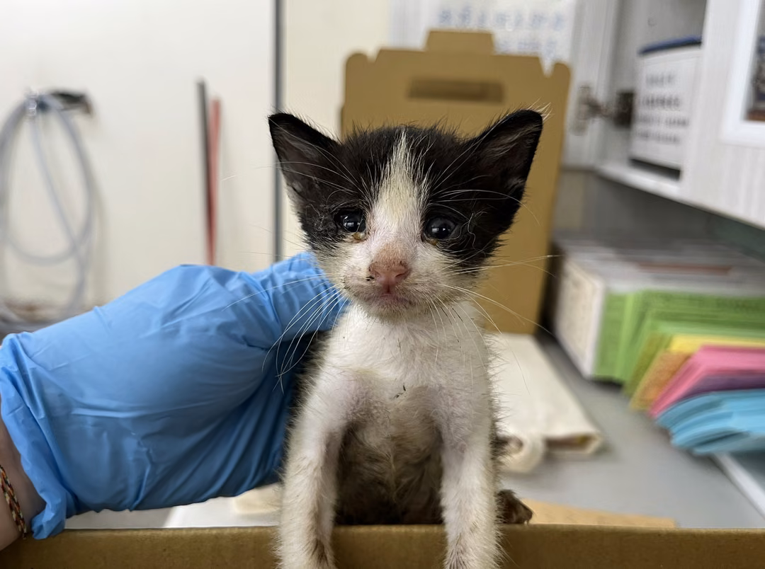 Black-and-white young male mixed-breed cat, Small, shelter no. …0807