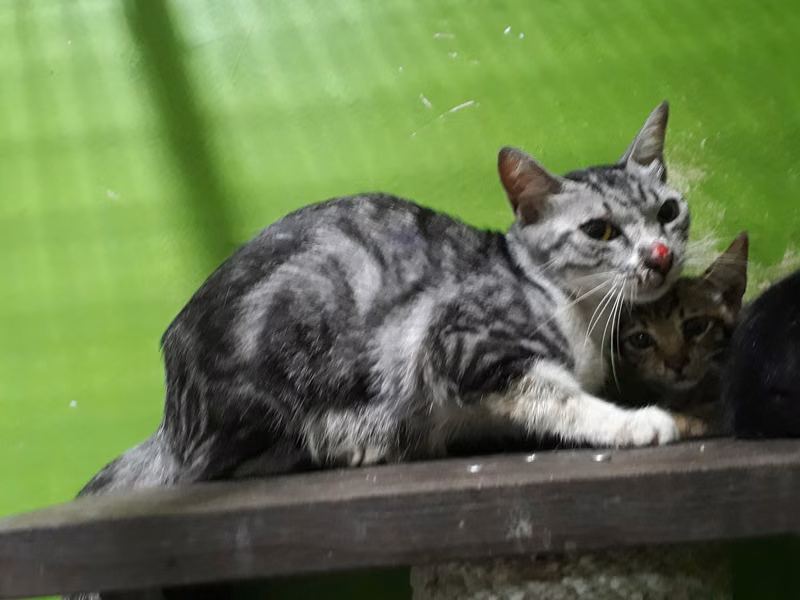 Tabby adult female mixed-breed cat, Medium, shelter no. …C1-5