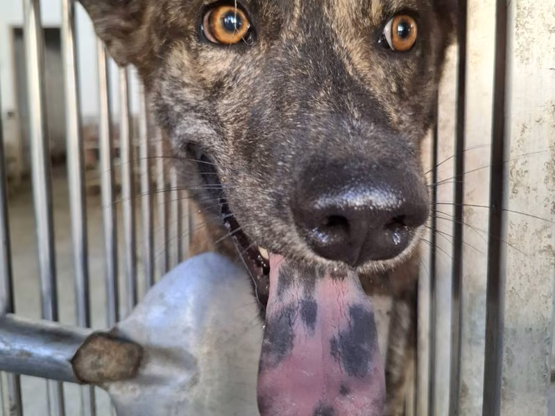 Tabby adult male mixed-breed dog, Medium, shelter no. …9-05
