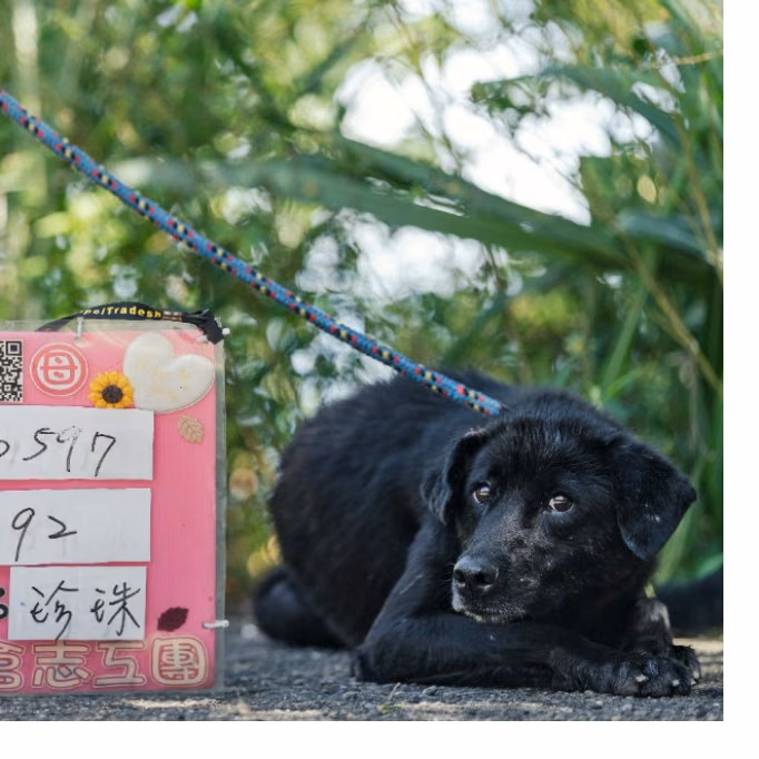 Black adult female mixed-breed dog, Medium, shelter no. …7002