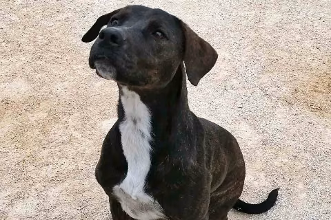 Nala, Lớn tuổi · Cái · Lớn · Lai
