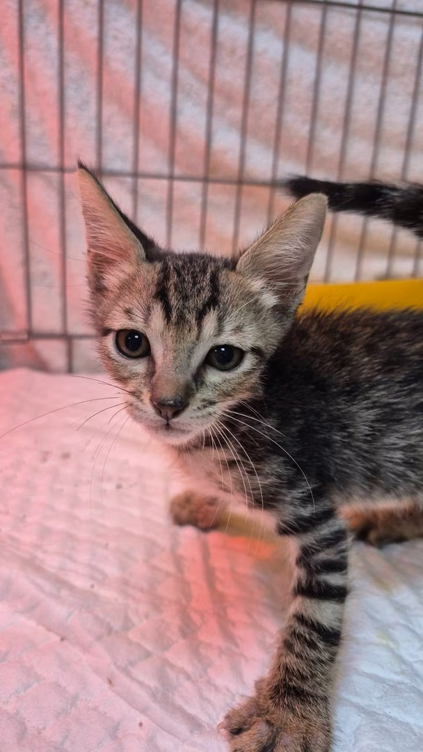Tabby young male mixed-breed cat, Small, shelter no. …1002