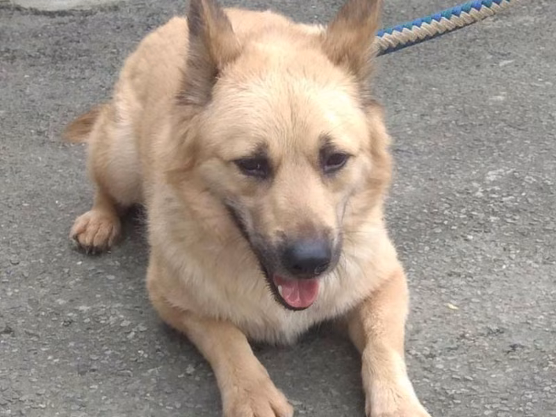 Tan adult male mixed-breed dog, Medium, shelter no. …3002