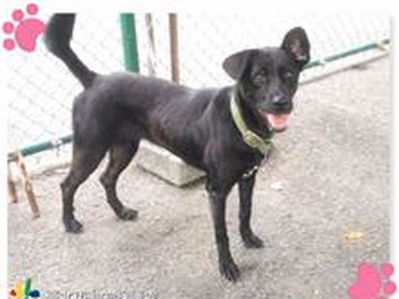 Black adult female mixed-breed dog, Medium, shelter no. …2403