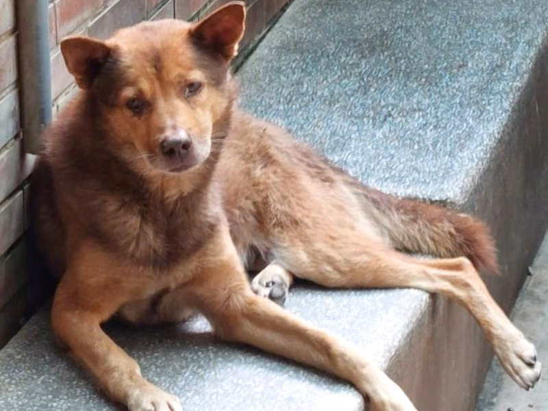 Tan adult male mixed-breed dog, Large, shelter no. …0512