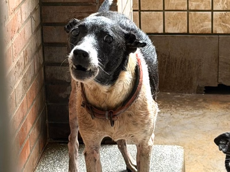 Black-and-white adult male mixed-breed dog, Large, shelter no. …1158