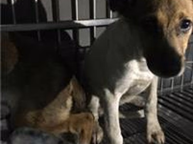 Tan adult female mixed-breed dog, Medium, shelter no. …1607