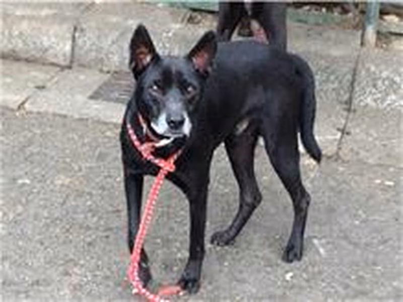 Black adult male mixed-breed dog, Medium, shelter no. …1102
