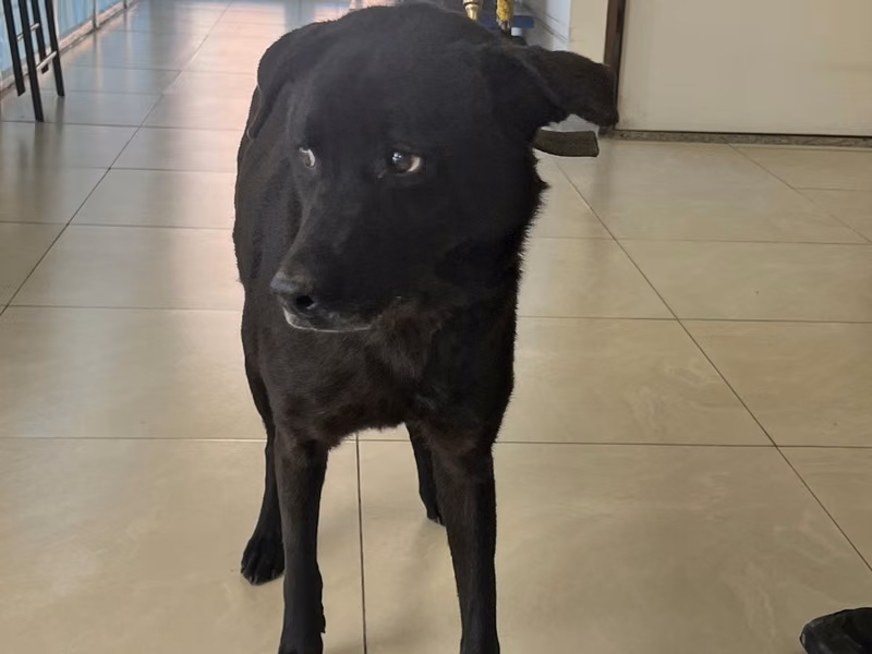 Black adult female mixed-breed dog, Medium, shelter no. …4D01