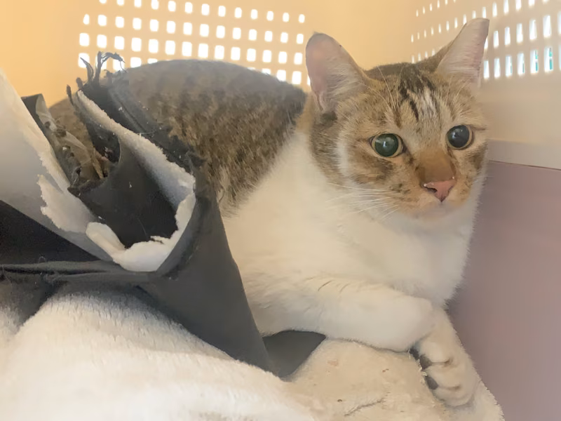 Tabby-and-white adult male mixed-breed cat, Small, shelter no. …0208