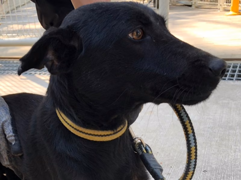Black adult female mixed-breed dog, Medium, shelter no. …9-11