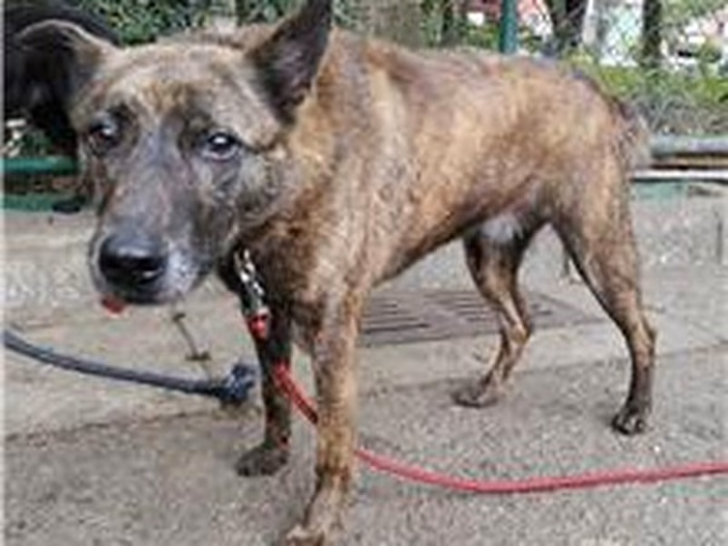 Tabby young male mixed-breed dog, Small, shelter no. …0201