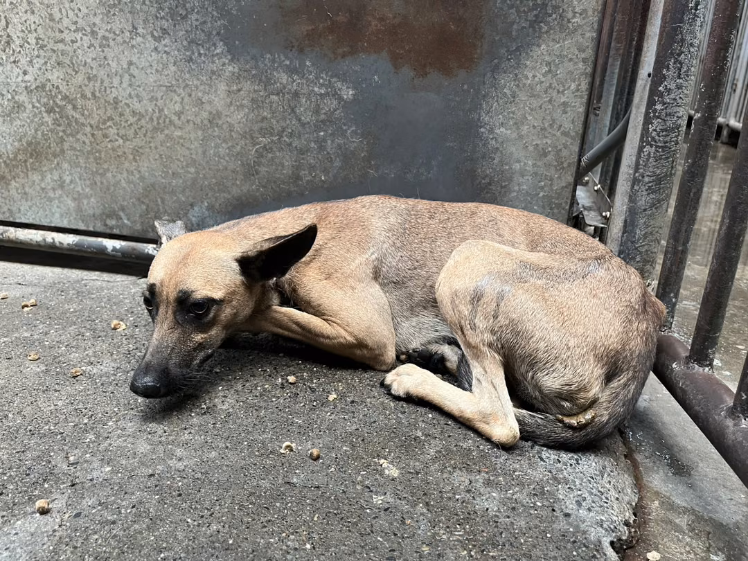 Brown adult female mixed-breed dog, Medium, shelter no. …3002