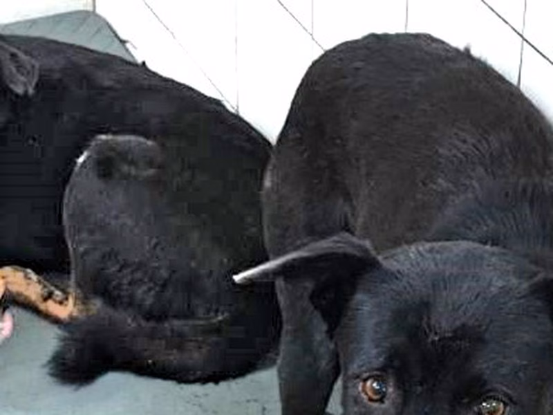 Black adult male mixed-breed dog, Large, shelter no. …7001