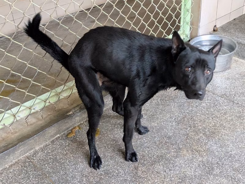 Black adult male mixed-breed dog, Large, shelter no. …3004