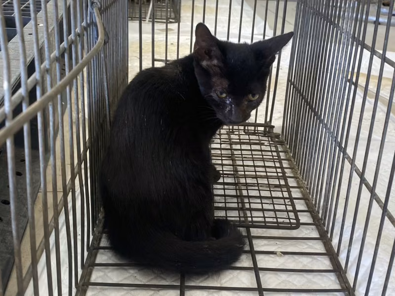 Black young female mixed-breed cat, Small, shelter no. …8C03