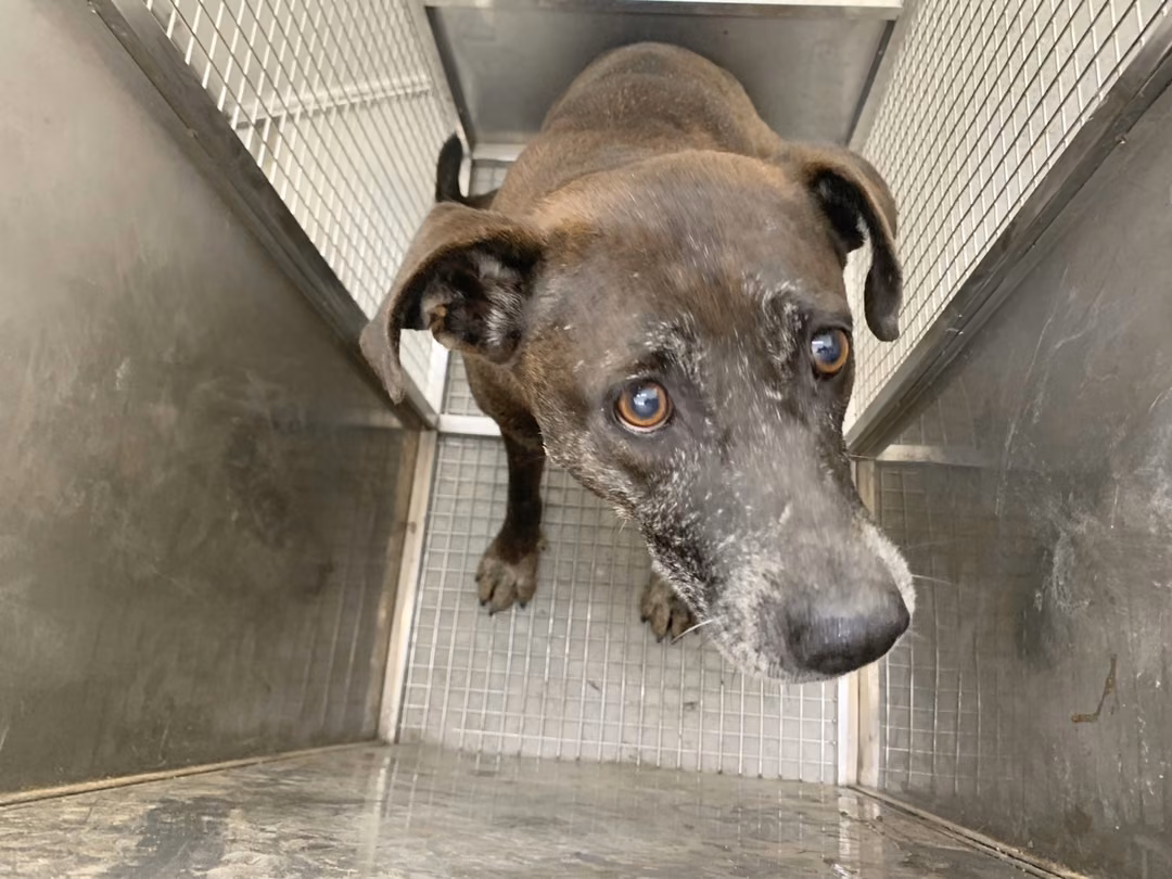 Brown adult female mixed-breed dog, Medium, shelter no. …0907