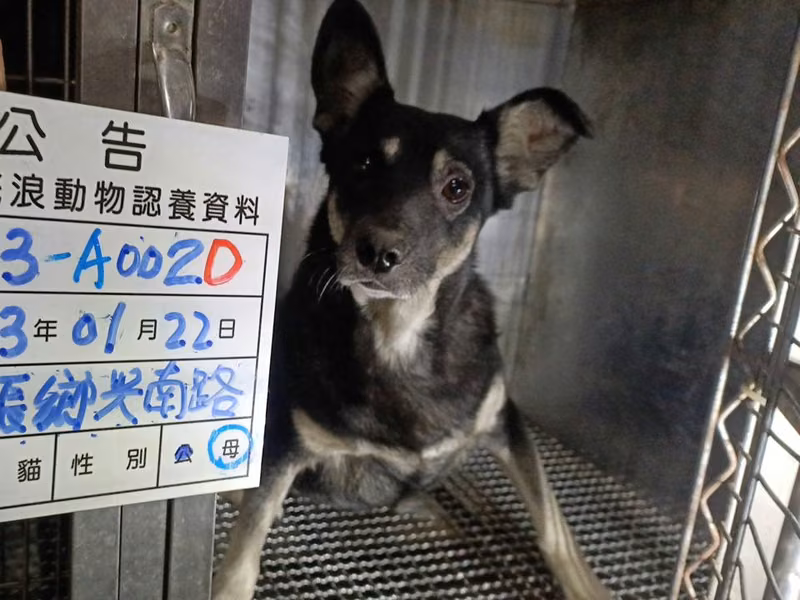 Black-and-white adult female mixed-breed dog, Large, shelter no. …002D