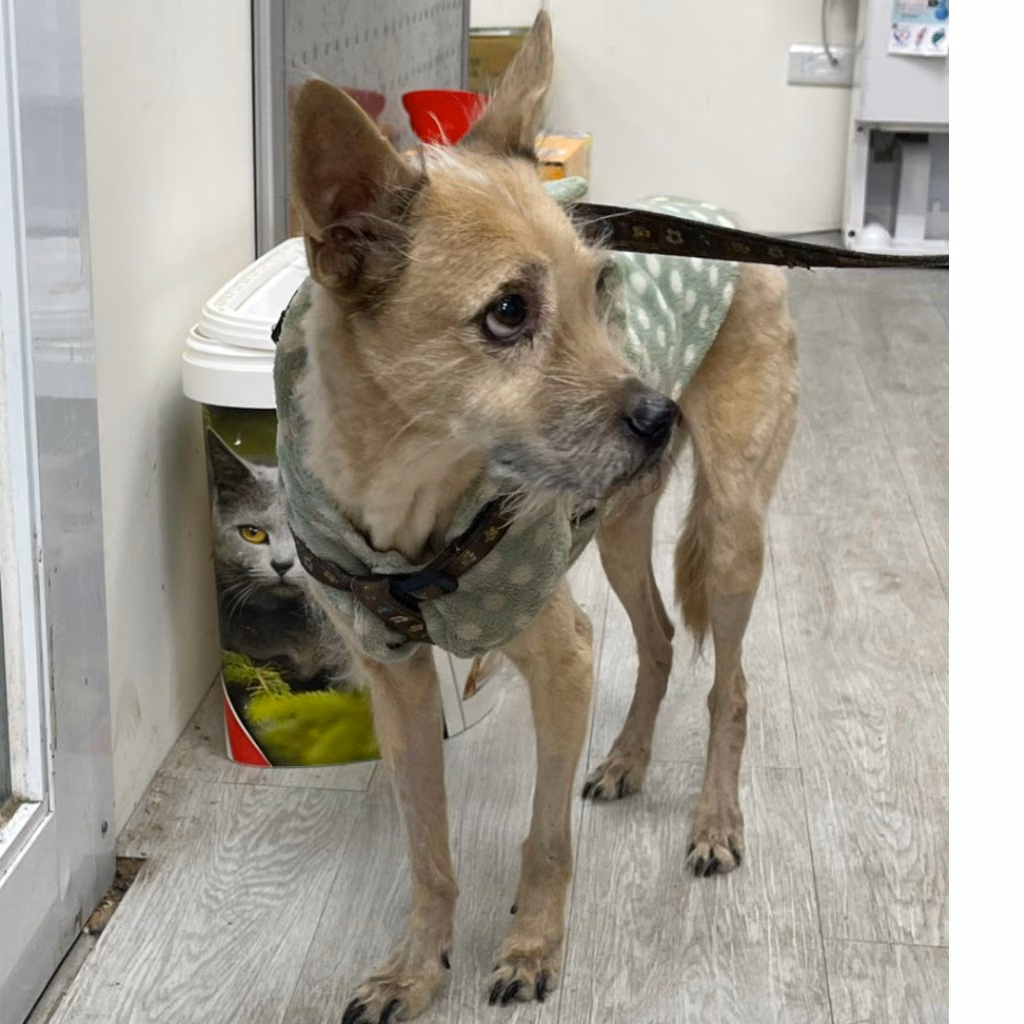 Black-and-tan adult male mixed-breed dog, Medium, shelter no. …1002