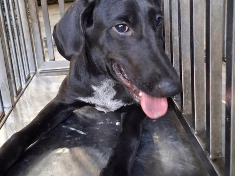 Black adult female mixed-breed dog, Large, shelter no. …5-07