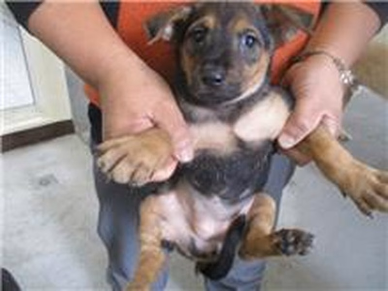 Black-and-tan young female mixed-breed dog, Small, shelter no. …7007