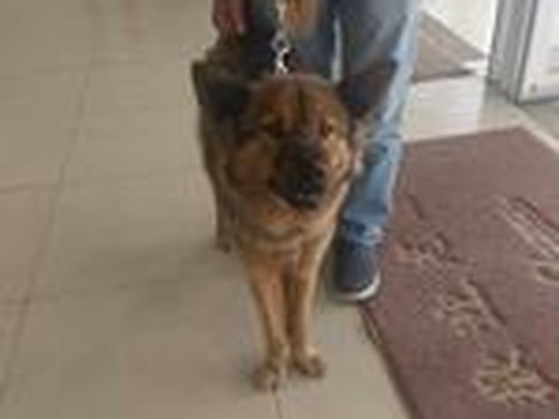 Brown-and-black adult male mixed-breed dog, Large, shelter no. …8D01