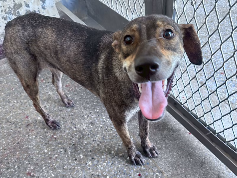 Black-and-tan adult female mixed-breed dog, Large, shelter no. …8022