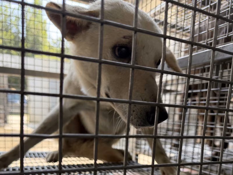 White adult male mixed-breed dog, Medium, shelter no. …6-07