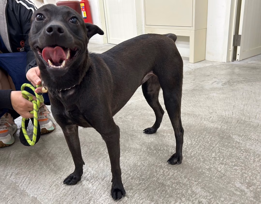 Black adult female mixed-breed dog, Medium, shelter no. …1610