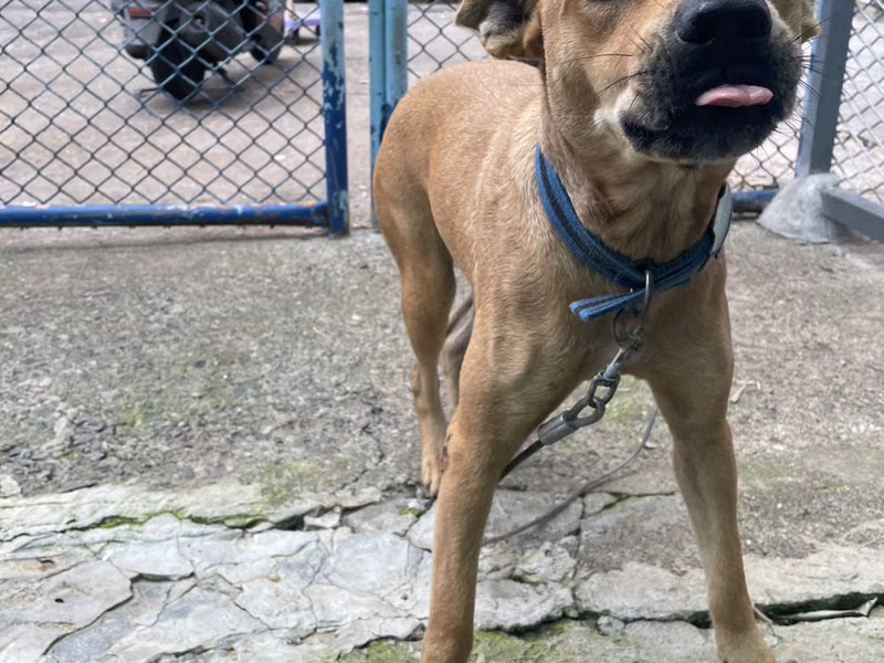 Tan adult female mixed-breed dog, Medium, shelter no. …6007