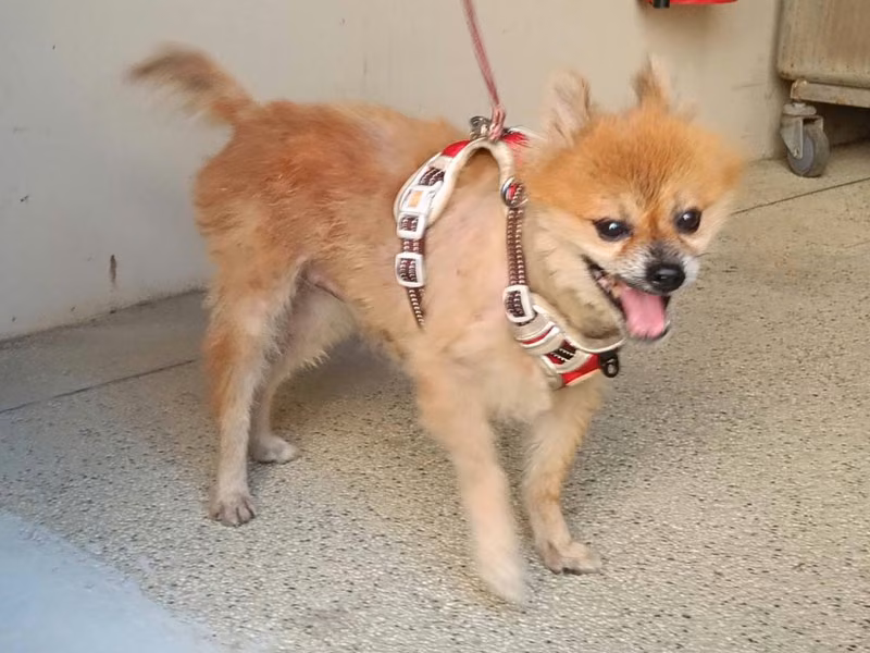 Tan adult male mixed-breed dog, Small, shelter no. …9001