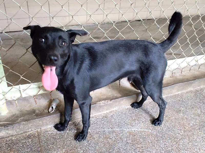 Black adult male mixed-breed dog, Large, shelter no. …0604