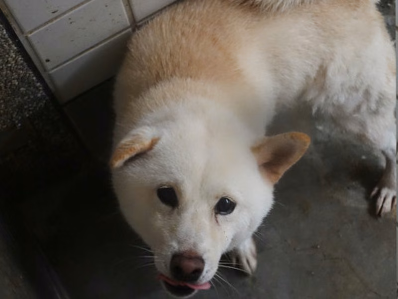White adult male Shiba Inu, Large, shelter no. …1990