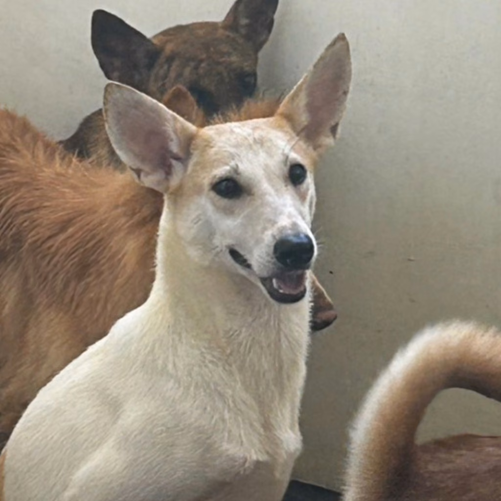 Tan-and-white young male mixed-breed dog, Medium, shelter no. …4007
