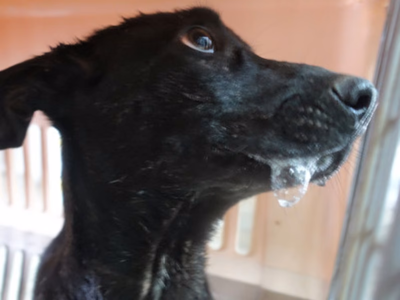 Black young female mixed-breed dog, Medium, shelter no. …0770